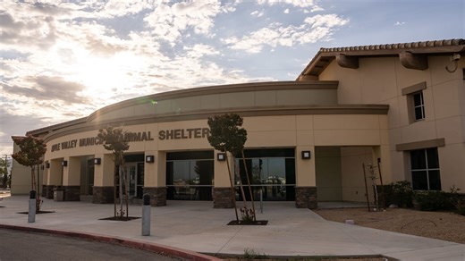 Pets in need of homes at overcrowded Apple Valley Animal Shelter as it limits new intakes