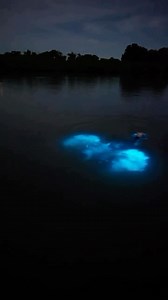 180K views · 14 reactions | Swimming through the bioluminescent water  Would you swim here?  Certain types of phytoplankton like Dinoflagellates have developed the incredible ability to glow. What you’re seeing here is their defense mechanism. After just 15 milliseconds of being stimulated, these organisms light up, calling attention to their predators. Video by: @lucamartinez.fl @j_buzzi | The Trillionaire Life | Facebook