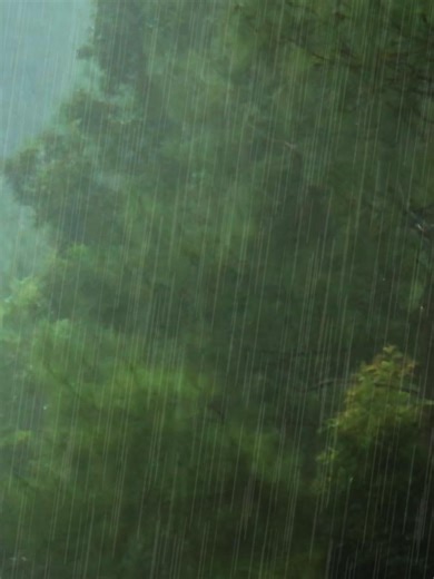 Heavy Rainstorm In The Forest | 1 hour of heavy rain sounds for sleep, study, relax, rest, meditate ......... #rainsounds #rainsoundsforsleeping #rainsound #rainsoundsasmr #rainsoundsforsleep #naturevibes #rainsoundsforsleepandrelaxation #naturesoundsforsleepandrelaxation #naturesoundsbeautiful #nature #rainforest #natureza #naturelover #naturezaperfeita #relaxingvideos #heavyrain #heavyrain🌧️🌧️ #rainstorm #heavyrainsounds #rainasmr