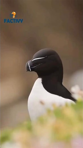 Did You Know Razorbill⁉️ The Cold Ocean Aura #didyouknow #wildlife #animals