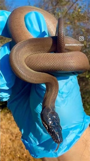 Northern White Lipped Python