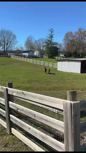Winnie playing with the donkeys #katievanslyke | Katie Van Slyke