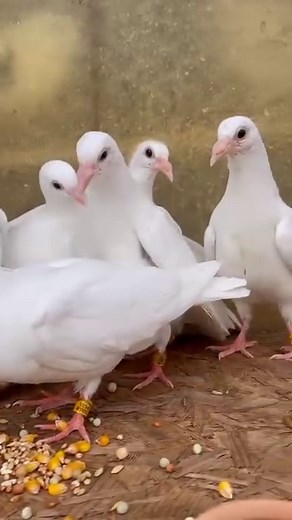 White Homing Pigeons Baby 🥰🕊️ Young pigeons 💝 Pigeon Clash #white #whitepigeon #homigpigeon #pigeons #pigeon #racerpigeons #racingpigeon #pigeonsloft #pigeonsbaby #racer #PigeonCare #petcare #pigeonforgetennessee #pigeonfeeding #racerpigeons #2024challenge #2024trends #babypigeon #pigeonforge #pigeonforgetn #pigeonracing #pigeonlove | Pigeon Clash