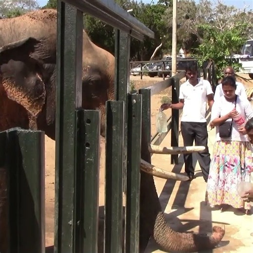 Tusk elephant that came near the temple #elephant