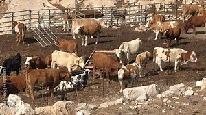 Cattle farm on the Golan Heights in Northern Israel