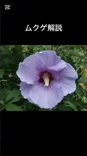 【日本でも韓国でも愛されるムクゲ】#ムクゲ#花好き#日本の花#国花#夏の花#秋の花#解説#植物#花