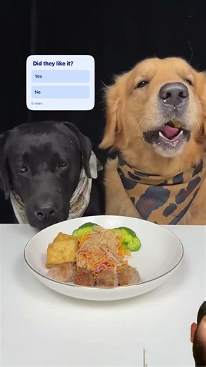 they eat noodles 😱#dog #noodles