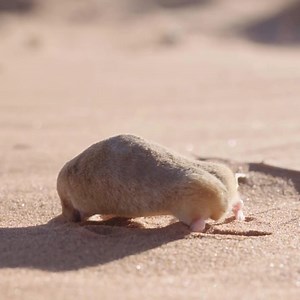 5.1K views · 25 reactions | WHAT!! is that golden mole doing here …...