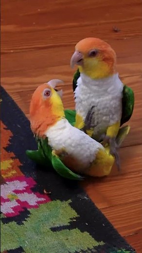 Parrot Showdown 🤼‍♀️