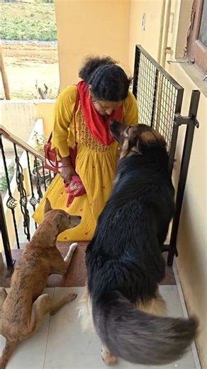 German shepherd dancing #joy #dogs #animals #pets #gsd #wow #dog #viral #trending #manjulapatel