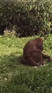 A malfunctioning gate at the Denver Zoo last week allowed a Sumatran orangutan to escape its enclosure, triggering a “Code Red” emergency. While the orangutan only made it into a secured behind-the-scenes area and not into public spaces, the zoo staff treated the breach with urgency. The Denver Zoo, renowned for its groundbreaking animal care since 1896, responded quickly, ensuring safety for visitors and animals alike. Open daily, the zoo remains a family favorite, drawing crowds with its diver