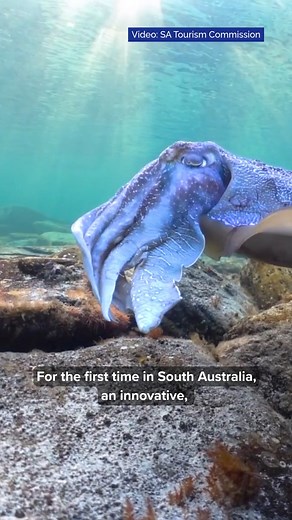 21K views · 219 reactions | An air bubble curtain has been installed in the Upper Spencer Gulf with the aim of protecting up to 80,000 cuttlefish eggs and hatchlings, in the event the algal bloom is detected nearby. Air bubble curtains have never before been used in South Australia, and the installation will be important trial of this technology. So how does it work? SARDI marine scientist Prof. Mike Steer explains. | Environment SA News | Facebook