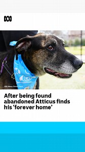 A five-year-old staghound who was found starving and abandoned on a pile of rubbish has found his "forever home." Atticus weighed just 12 kilograms — less than half his breed's recommended weight — when he was rescued by The Lost Dogs' Home two months ago. Unable to raise his head and requiring extensive treatment and rehabilitation, his story of resilience quickly captured hearts, including those of a Gippsland couple who have now adopted the staghound. Read more: https://ab.co/3SSmpka Choose y