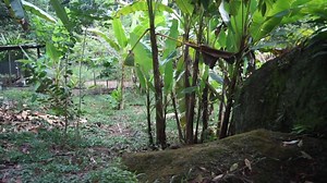 53K views · 691 reactions | Recorrido San Antonio de Atenas Caquetá- Posetas de Santa bárbara   | Esteban camina | Facebook