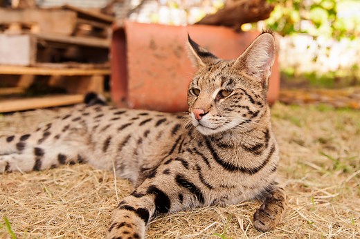 F1, F2, F3, F4, and F5 Savannah Cat Generations