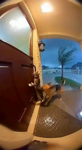 Cat & Dog Stuck Outside in the Rain… Waiting Together 🌧️🐾