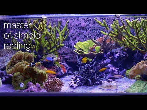 Amazing Aquariums & Reefs Lives Up To Its Name