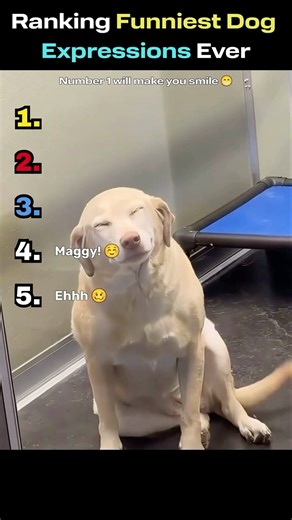These Dog Expressions Are Too Real 😭