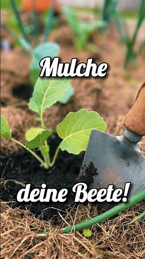 Mulche deine Beete! Rasenschnitt sinnvoll verwenden