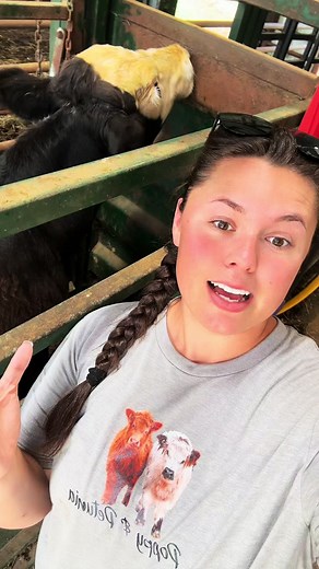 Castration Time!✂️🍒 #banding #steer #bullcalf #beefcattle #simmental #simmentalcattle