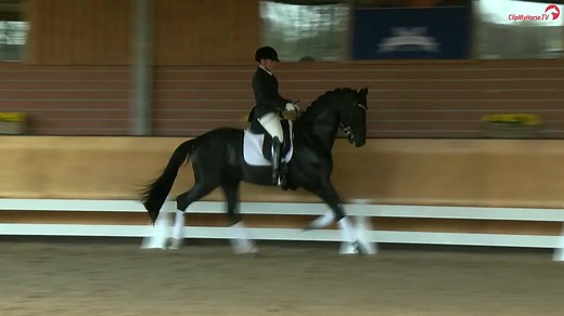 27K views · 389 reactions | Majestic Taonga - überragender Charakter...