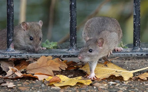 If you hate rats, avoid these US cities and states