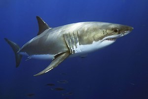 Fascinating Facts About Great White Sharks