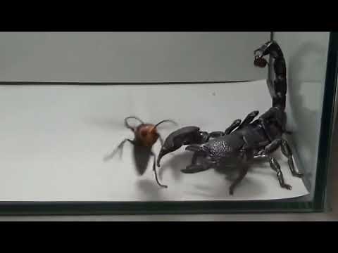 Black Scorpion VS Giant Hornet LEGEND VS!