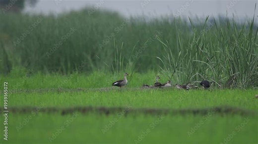 A large flock of Indian Spot-billed Ducks is captured in high detail as they forage through a vibrant green field during a misty Punjab morning.