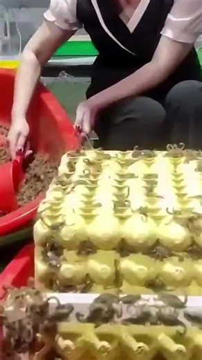 Scorpion Handling Techniques: Safety and Care Guide