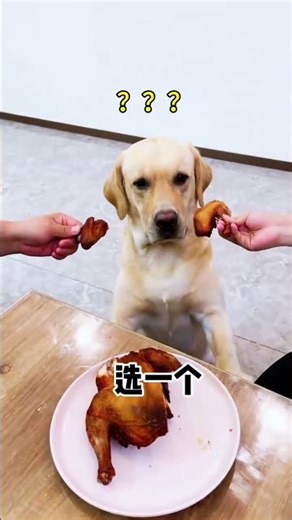 Spiritual Labrador: A Dog's Inner World Revealed