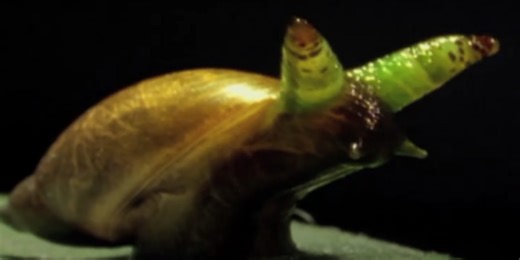 Snail taken over by parasite turns into a colourful ‘zombie’