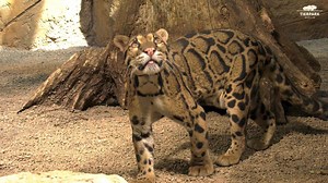 Unser Vater-Sohn-Gespann Quezon und Sundaro hat heute zum ersten Mal seine neue Innenlage im Alfred-Brehm-Haus erkundet. Schon bald werden unsere beiden Nebelparder auch ihre neue Anlage außerhalb des Hauses kennenlernen. Wusstet ihr, dass die Flecken des Nebelparders nach innen hin blasser werden und deshalb auch „Wolkenflecken“ genannt werden? Ihnen verdankt der Nebelparder seinen Namen. | Tierpark Berlin