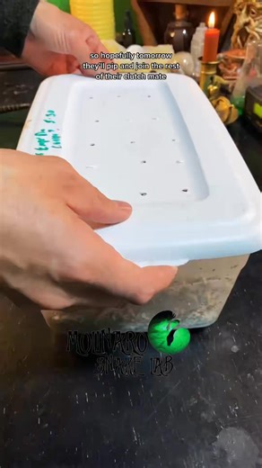 🐍I hope you all are having a great weekend! I will have a tricolor hognose egg update soon!🧪 👇🏼Stickers, tee shirts, snakes, and more👇🏼 👉🏼Shop: www.molinarosnakelab.com 👉🏼For more MSL follow us on YT and IG! #GetCrackin #ballpythonbreeder #snakeshow #royalpythonbreeding #BEL #blueyedleucistic #leucistic #fyp #molinarosnakelab #blueeyedlucy #sawa #python #pytone #pyton #pisan #educator #Science #witchy #pokemon #unboxing #snakeguy #snakebreeding #ballpythonbreeding #foryou #royalpythonb