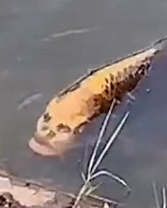 13M views · 48K reactions | What on earth is this?   | UNILAD | Facebook