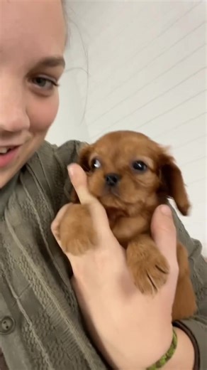 Cavalier King Charles Spaniel Puppies Available Now