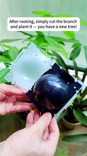 This Air Layering Ball is a Game Changer! | Link in Bio