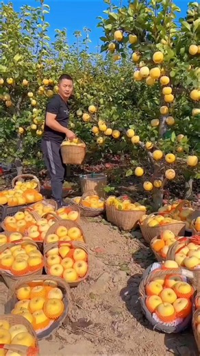 The Most Satisfying Golden Apple Harvesting Process You'll Ever See! 🍏✨