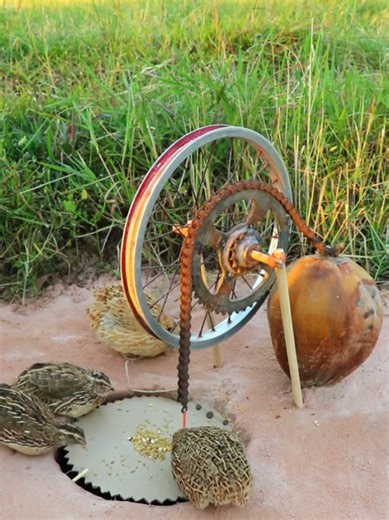 Creative DIY Bird Trap Ideas 🐦 🦜 🕊️💡 How to build unique bird traps using cardboard, rope, holes, loops, and other simple tools — perfect for quail, pigeon, and parrot setups. #birdstrap #birdslovers #nature #pigeon #sounds