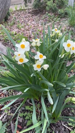 Geranium Narcissus | Bob Favorite!