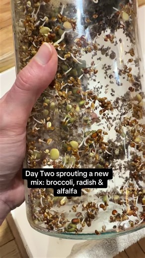 Day Two of Sprouting: Broccoli, Radish, and Alfalfa