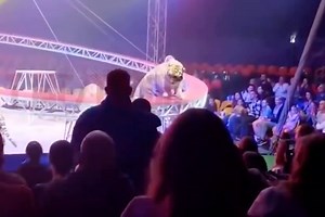 Russian circus tiger leaps into crowd to horror of spectators