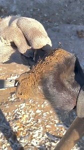 Donkey struggles as pebble gets stuck in its hoof—lameness and discomfort! #animal #horse #cow #donkey #hoofcare #satisfying #hoof #care #helping #farrier | Hoof Farrier