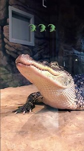 Alligator facts