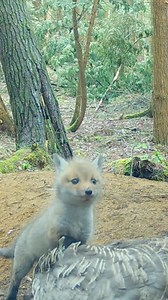 159K views · 6.1K reactions | Wild Thanksgiving feast for the fox puppies 力 旅  謹 #thankful #animals #cute #wildlife #nature #wildanimals #mom #momlife #hunting #fox #wildlife #trailcam #Thanksgiving | Red Fox Tales | Facebook