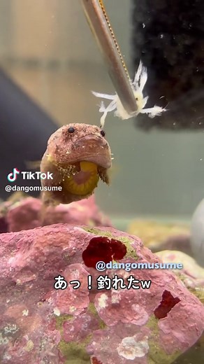ダンゴウオのかわいい飼育方法とアイドル紹介