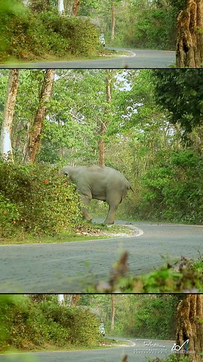 523K views · 4K reactions | -Asian bull elephant attack forest department staff in Buxa tiger reserve forest _ Shorts#38 | International Anti Corruption Association | Facebook
