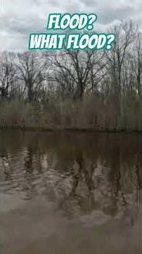 Flood? What Flood?