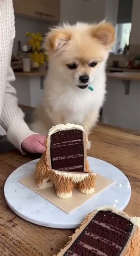 Dog says whaaaaaat??? 😂😂😂 #dog #funny #prank