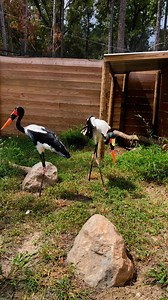 Feeding Time with Our Saddle-billed Storks! 🐟 Our saddle-billed storks, native to sub-Saharan Africa, are a breathtaking sight. Known for their vivid red and yellow bills and expert hunting skills, they use sharp eyesight and quick reflexes to catch fish, frogs, and other small animals. Come see them in action and support wildlife conservation with your visit! | North Florida Wildlife Center
